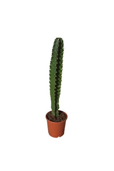 Ece Botanik Euphorbia İngens -Kovboy Kaktüs (75-80 Cm)