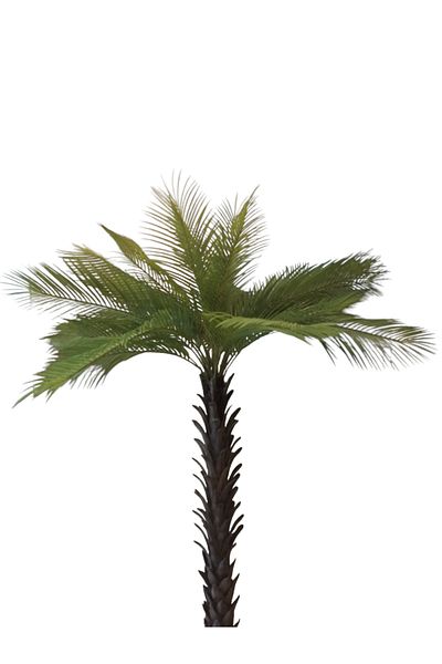 Generic 2.1m artificial palm trees