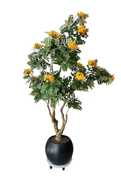 Generic Artificial Cassia Tree with Yellow Flowers 2.15m