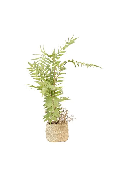 Generic artificial mini fern tree