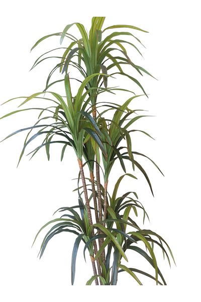 Generic 8-branch artificial yucca tree, 2 meters