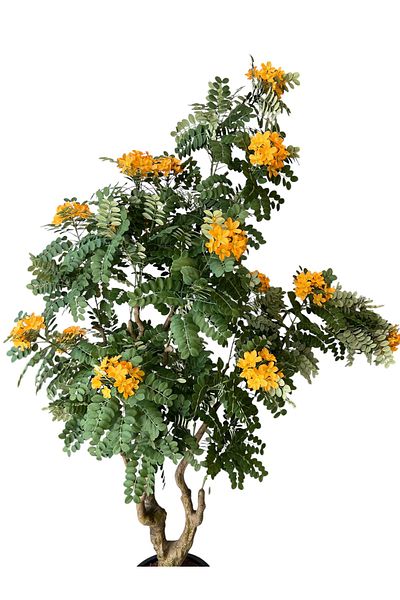 Generic Artificial Cassia Tree with Yellow Flowers 2.15m