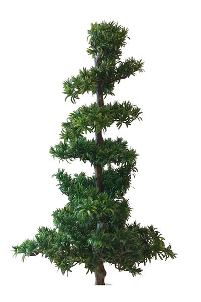 Generic 1.40m Artificial Podocarpus Tree