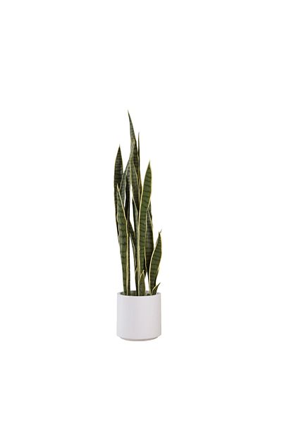 Generic Artificial Tiger Skin Cactus Tree 1.2cm Tall