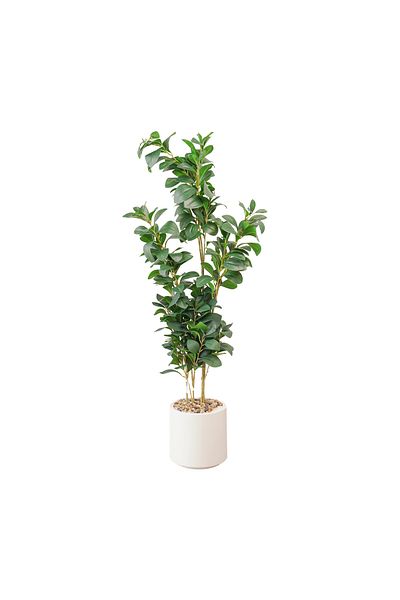 Generic 60cm artificial maple tree