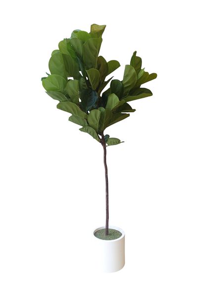Generic Fiddle Leaf Tree Artificial Tree 1.70m High