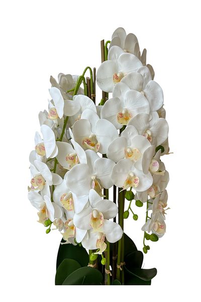 Generic artificial white orchid