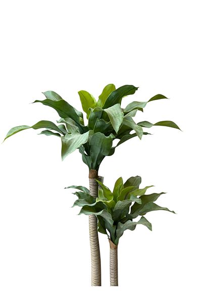 Generic 1m Brazilian artificial tree