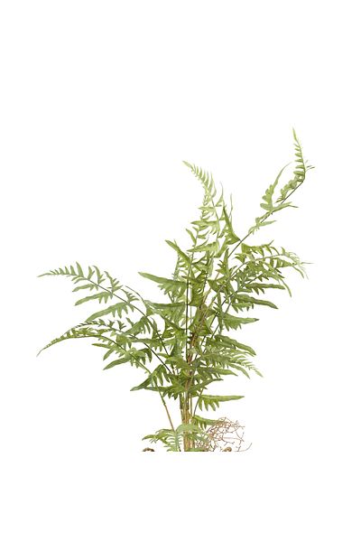 Generic artificial mini fern tree