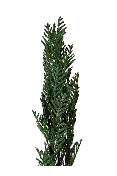 Generic Artificial Araucaria tree 1.1m