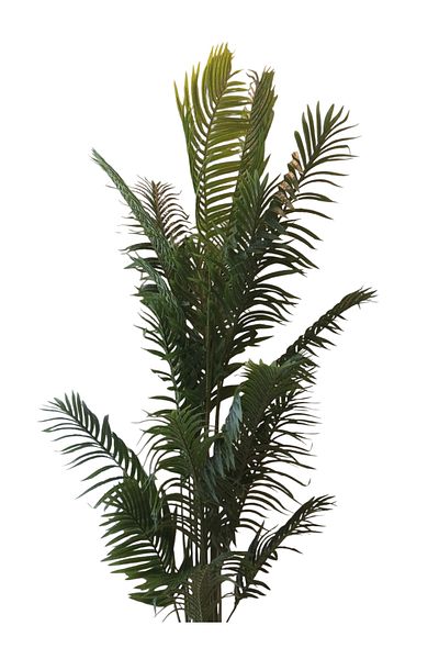 Generic Kwai Palm Tree 2.5m - Artificial Palm Tree