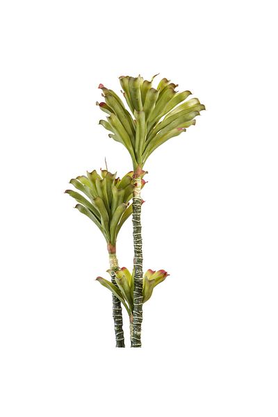 Generic Bromeliad tree 1.35 meters