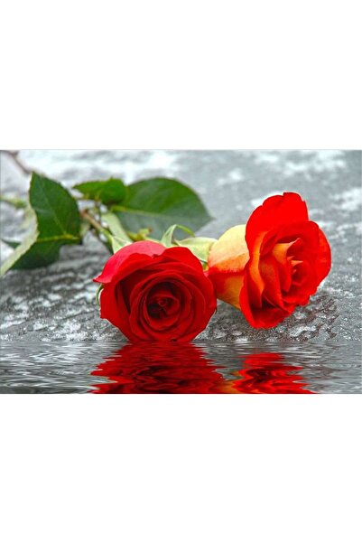 startonight Tablou DualView Startonight Trandafiri pe apa, 80 x 120 cm
