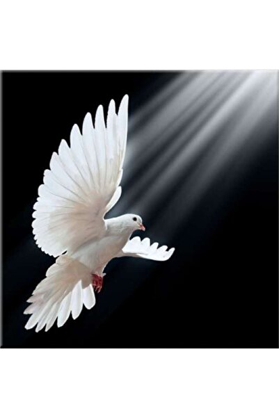 startonight Tablou DualView Startonight Porumbel alb, 80 x 80 cm