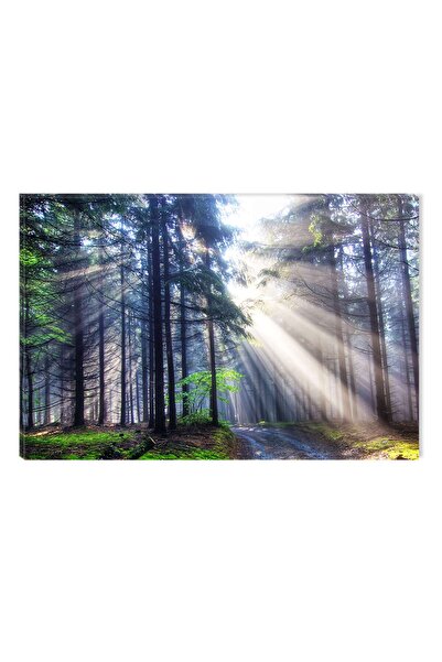 startonight Tablou DualView Startonight Lumina in padure, 60 x 90 cm