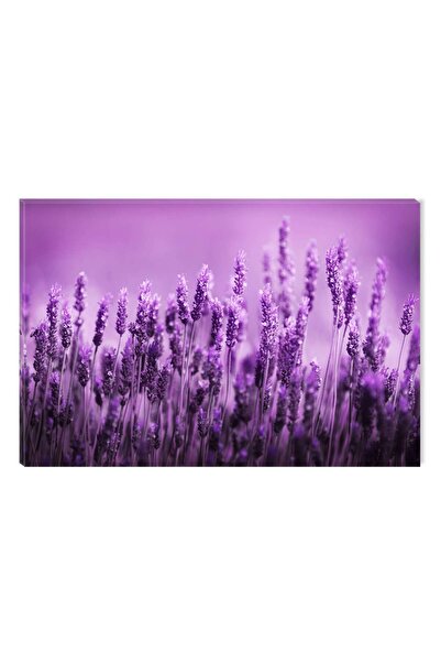 startonight Tablou DualView Startonight Lavanda, 80 x 120 cm