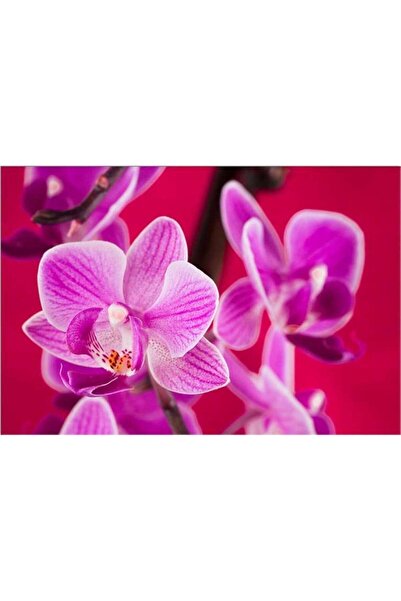 startonight Tablou DualView Startonight Orhidee violet, 80 x 120 cm