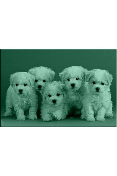 startonight Tablou DualView Startonight Catelusi Bichon, 60 x 90 cm