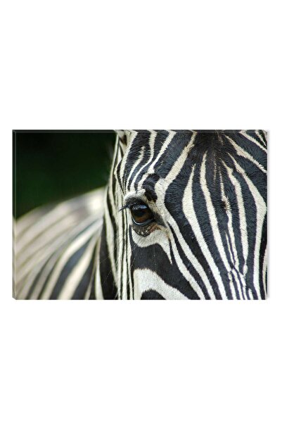 startonight Tablou DualView Startonight Zebra, 60 x 90 cm