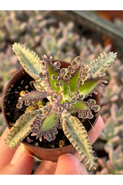 SukuLand Mavi Aşkın Gözyaşı özel tür sukulent 5,5cm saksıda