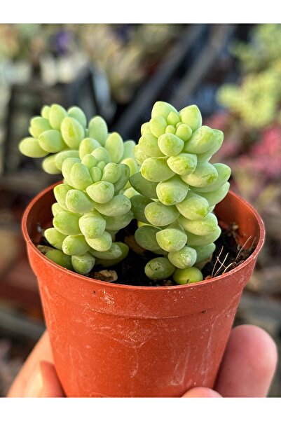 SukuLand Sedum burrito ‘At kuyruğu’ özel tür sukulent 5,5cm saksıda