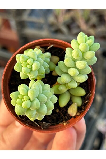 SukuLand Sedum burrito ‘At kuyruğu’ özel tür sukulent 5,5cm saksıda