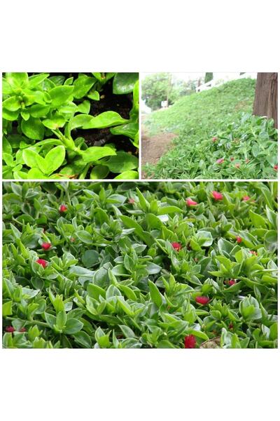 The Best Online Thebestonline 5 Adet Buz Çiçeği Fidesi