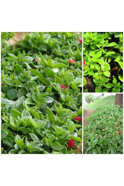 The Best Online Thebestonline 30 Adet Buz Çiçeği Fidesi