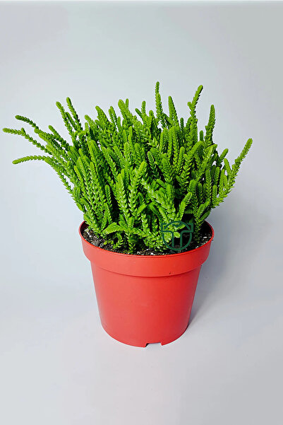 Toptan Kaktüs Prenses Çami büyük boy Crassula Muscosa 12 cm saksıda