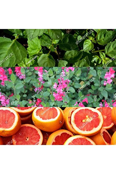 Calvin Klein Escape Eau de Toilette for Men, 50 ml