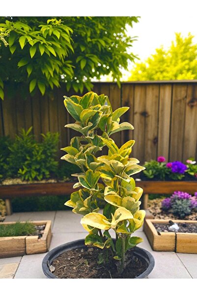 sıla peyzaj ve çiçekçilik 🌿 Altuni Taflan Bitkisi (20-30 cm) – Gold & Gümüş Yapraklı Bahçe Süsü