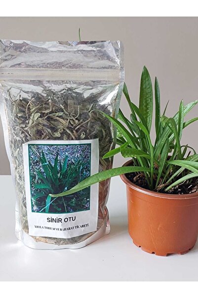 VIOLA TOHUM ve BAHARAT Sinir otu (Plantago Major)