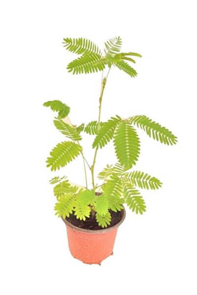 Genel Markalar Küstüm Çiçeği Fidanı Küçük Boy 3-13 Cm Mimosa Pudica