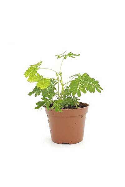 ADA ÇİÇEK EVİ Küstüm Çiçeği Mimosa Pudica 10-20 Cm
