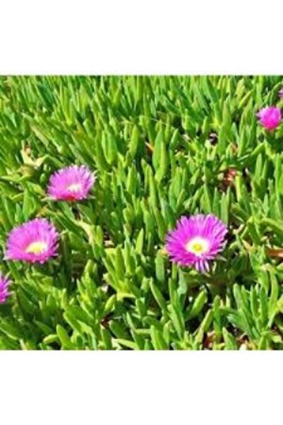 Genel Markalar Kaz Ayağı Çiçeği Carpobrotus Acinaciformis Yer Örtücü Bitki 1ADET