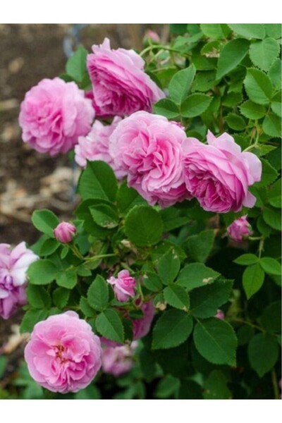 Mevsim Fidancılık Yediveren Isparta Pembe Sarmaşık Gül Fidanı10-20 cm