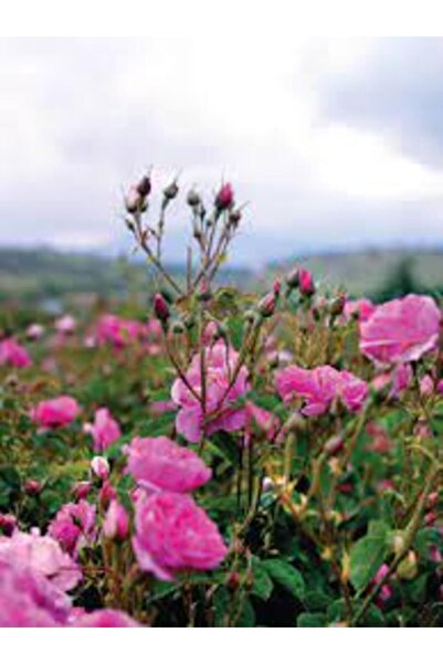 Genel Markalar Yediveren Kokulu Reçellik Isparta Gül Fidanı 10-20 cm