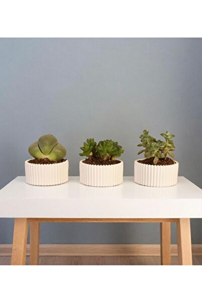 Lea Concept Olyra Mini 3'lü Sukulent Saksı - El Yapımı Beton - Beyaz