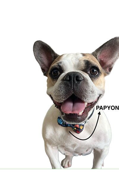 Köpek papyonu