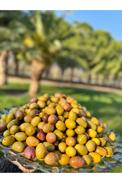 CERENAY ZEYTİNCİLİK Domat Çizik Kokteyl Yeşil Zeytin İri Boy 121-140 Kalibre 1 KG