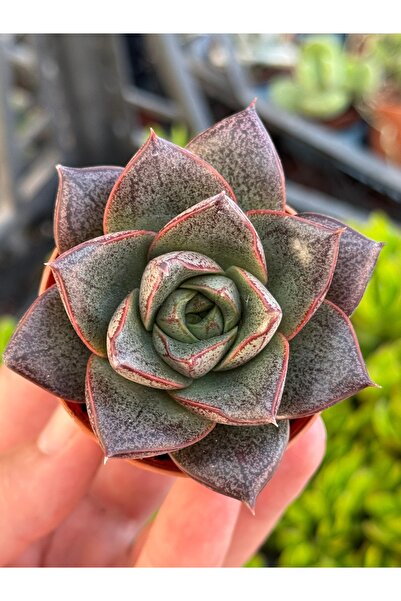 SukuLand Echeveria Purpusorum Koleksiyonluk Özel Tür Sukulent 5,5cm Saksıda