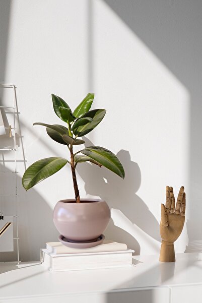 Evdek Tabaklı Vizon Tombul Çömlek Saksı 18x17 Cm