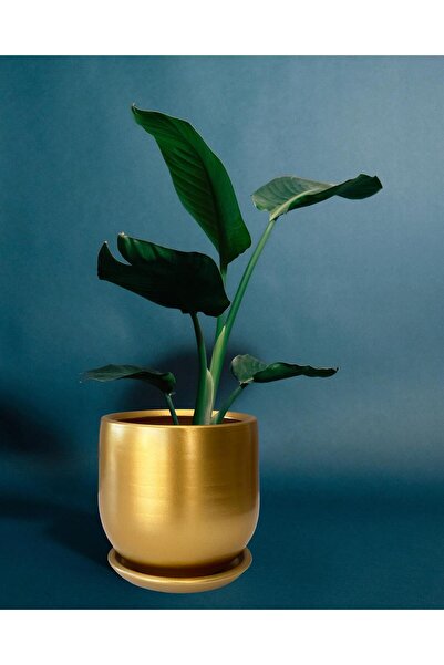 Evdek Tabaklı Armut Altın Çömlek Saksı 15x15 Cm