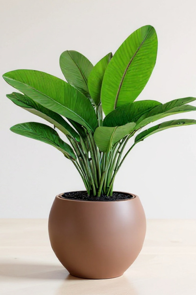 Bliss Dekoratif Modern Tasarım Küre Saksı Masaüstü Saksısı