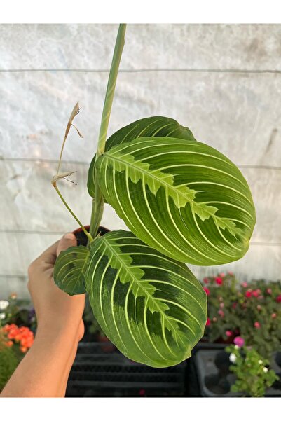 nazlı çiçekçilik Maranta Leuconeura Lemon Lime - Dua Çiçeği İç Mekan Bitkisi