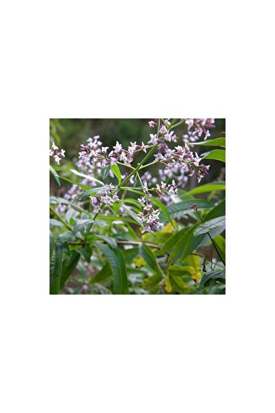 Mimoza Kokulu Aloysia Triphylla Limon Otu Çiçeği Fidanı 10-20 cm