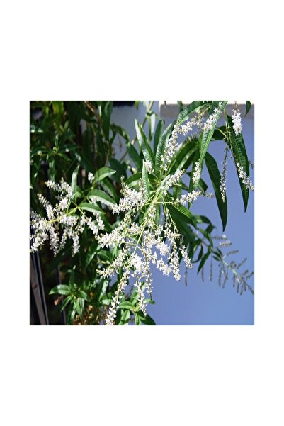 Mimoza Kokulu Limon Otu Melisa Fidanı 10-20 cm