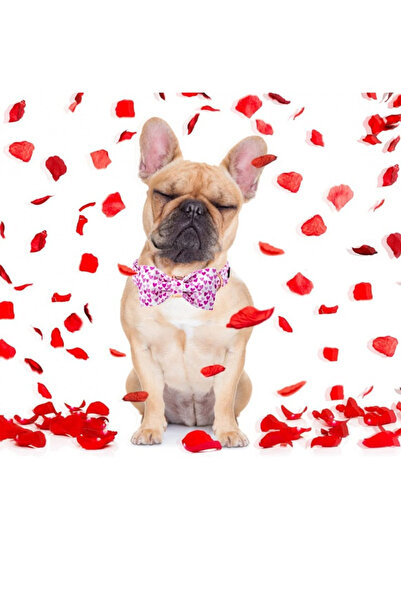 OEM Aring Pet 2-piece bow tie and dog collar set, L, adjustable length between 40.6 and 60 cm