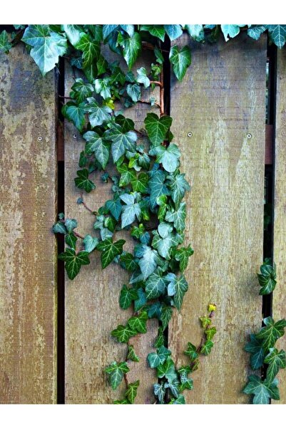 Bitkim Sende Yeşil Hedera Helix (Duvar Sarmaşığı) – Saksılı 40-60 cm Canlı Bitki