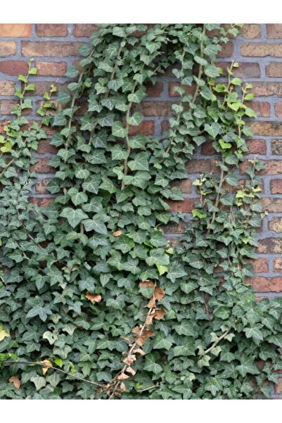 Bitkim Sende Hedera Helix Kaya Sarmaşığı – 40-60 cm – Tırmanıcı Bahçe Bitkisi